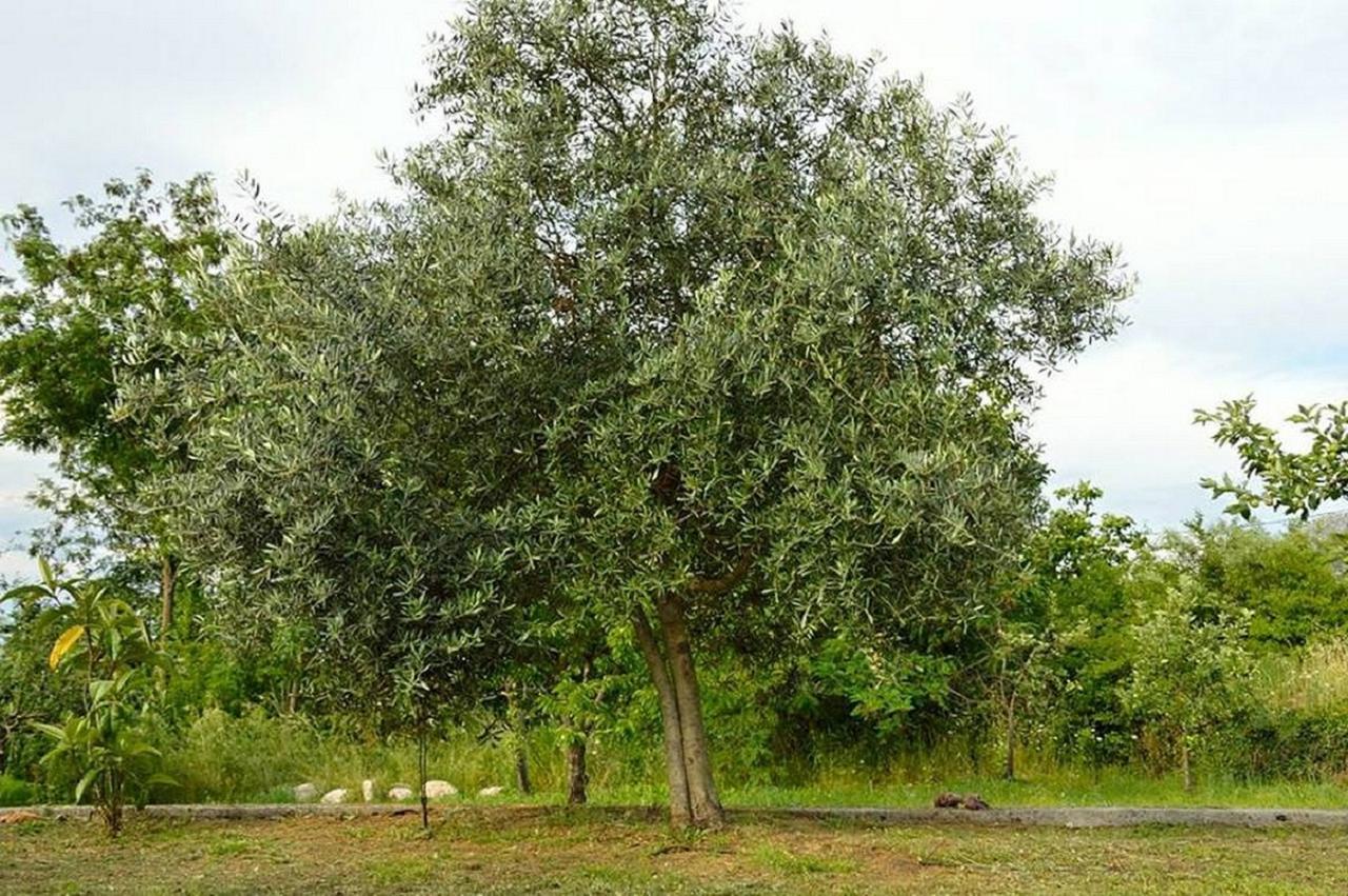 Ivan'S Holiday Home Virpazar Εξωτερικό φωτογραφία